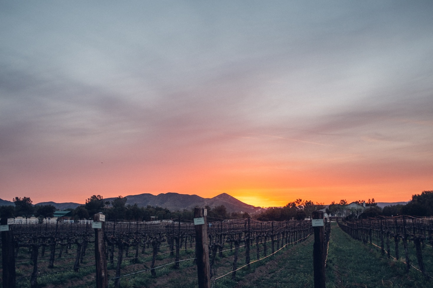 Ampelic: The Future of Wine Technology