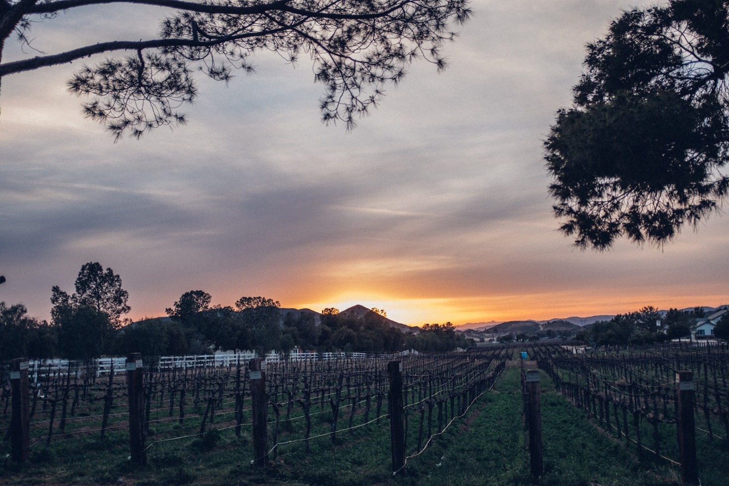 Understanding the Science Behind Wine Intelligence