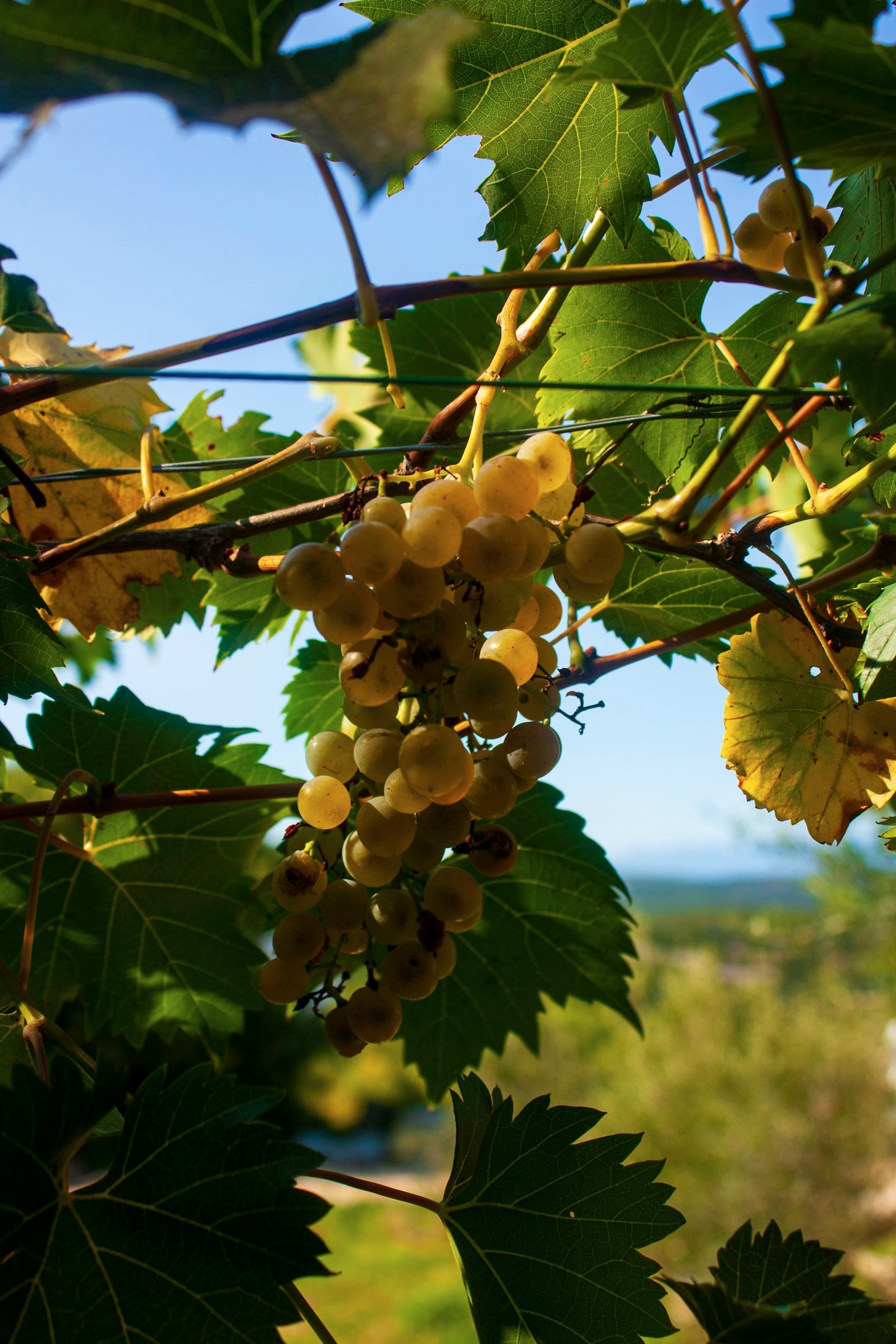 The Story Behind Ampelic’s Revolutionary Approach